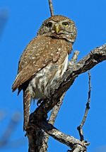 Hoskins owl