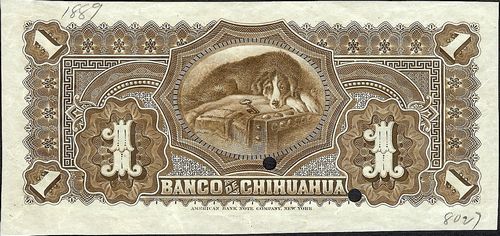 Chihuahua 1 A 00000 reverse