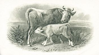 155 Cow and calf