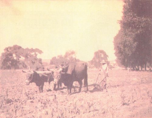 C 438 plowing original